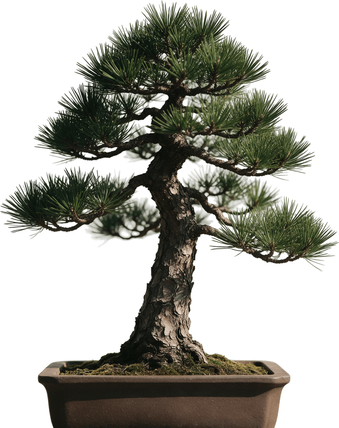Moyogi biçiminde kara çam bonsai