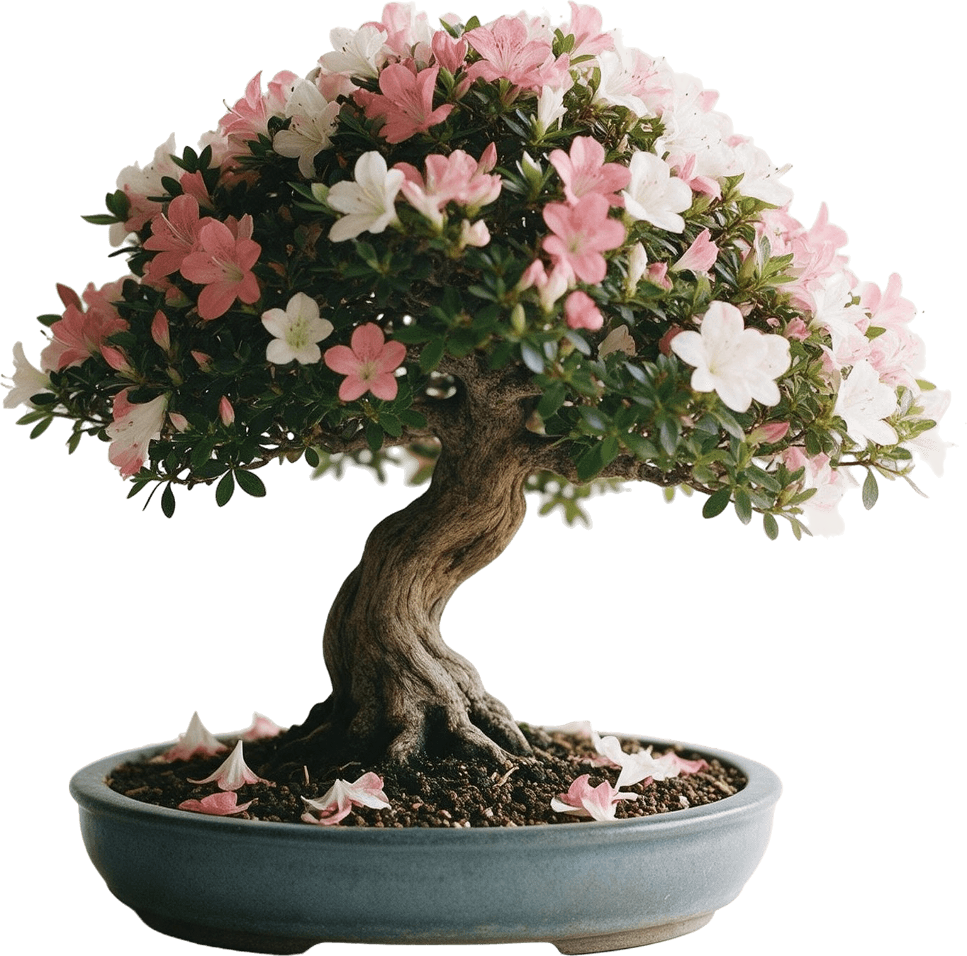 Çiçek açmış satsuki azalea bonsai
