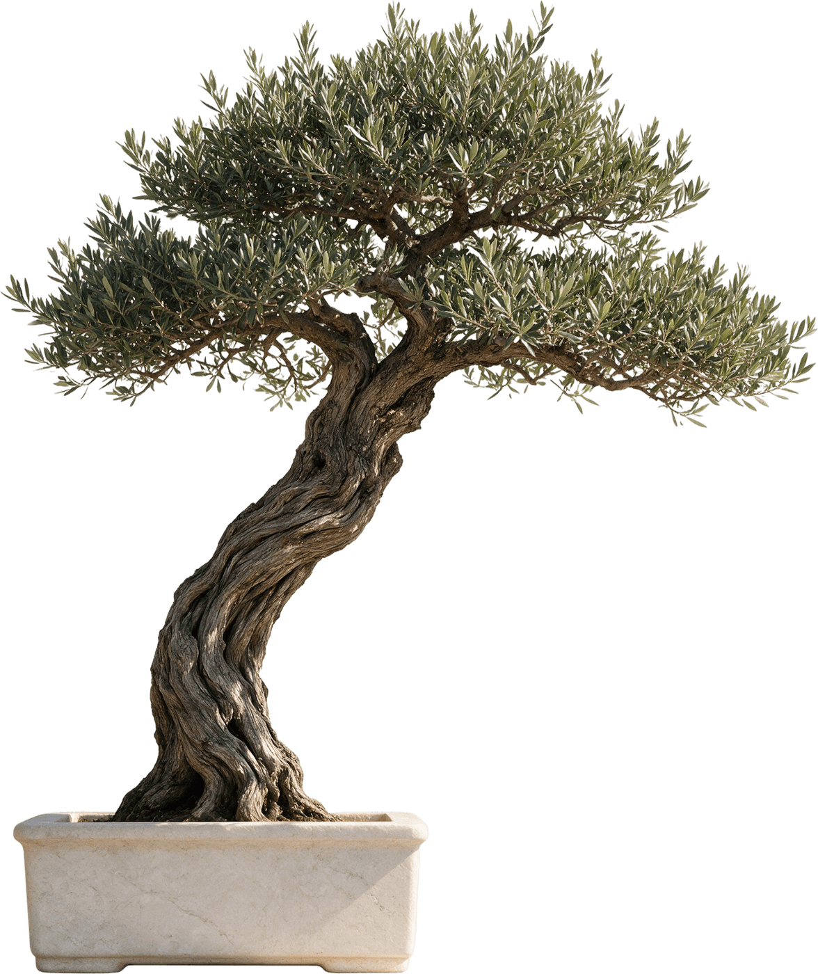 Eğik gövdeli zeytin bonsai